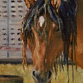 Rodeo Horse